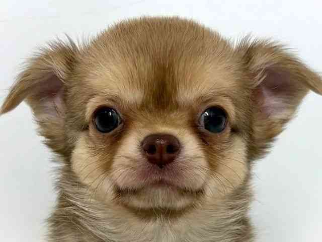 大阪府のチワワ(ロング) (ひごペットフレンドリーベルファⅡ都島店/2025年8月8日生まれ/男の子/フォーン)の子犬の1枚目の画像