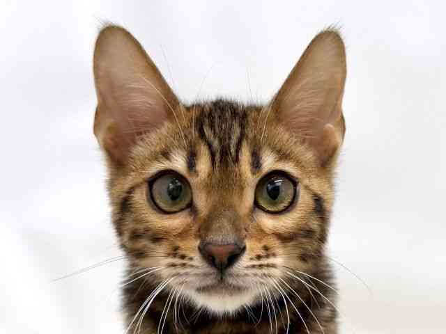 広島県のベンガル (ひごペットフレンドリーゆめタウン廿日市店/2025年8月10日生まれ/男の子/ブラウンスポットタビー)の子猫の1枚目の画像