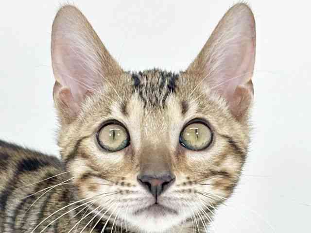 京都府のベンガル (ひごペットフレンドリーイズミヤショッピングセンター八幡店/2025年8月7日生まれ/男の子/ブラウンスポットタビー)の子猫の1枚目の画像