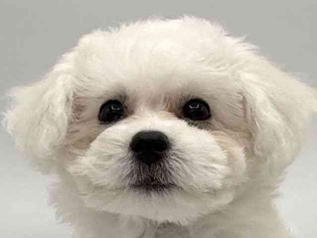 大阪府のビションフリーゼ (ひごペットフレンドリーららぽーとEXPOCITY店/2025年8月10日生まれ/女の子/ホワイト)の子犬の1枚目の画像