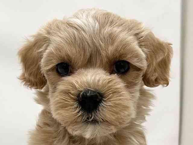 和歌山県のハーフ犬・ミックス犬 (ひごペットフレンドリーパームシティ和歌山店/2025年8月7日生まれ/女の子/アプリコット)の子犬の1枚目の画像