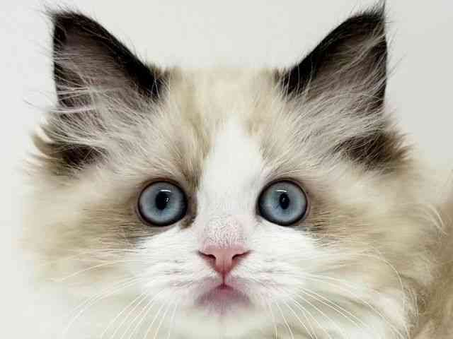 大阪府のラグドール (ひごペットフレンドリーくずはモール店/2025年8月6日生まれ/女の子/シールポイントバイカラー)の子猫の1枚目の画像