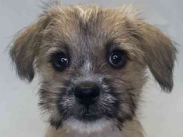 島根県のハーフ犬・ミックス犬 (ひごペットフレンドリーイオンモール出雲店/2025年8月9日生まれ/女の子/レッド)の子犬の1枚目の画像