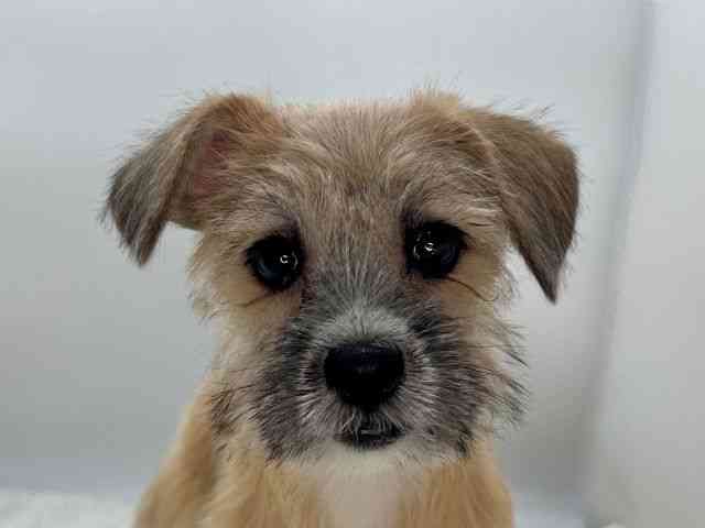 島根県のハーフ犬・ミックス犬 (ひごペットフレンドリーイオンモール出雲店/2025年8月9日生まれ/女の子/レッド)の子犬の1枚目の画像