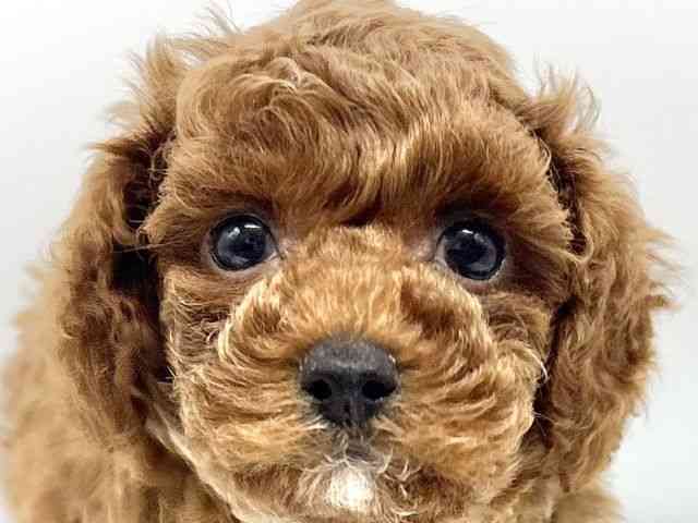 大阪府のトイプードル(トイ) (ひごペットフレンドリーイオンタウン豊中庄内店/2025年8月6日生まれ/女の子/レッド)の子犬の1枚目の画像