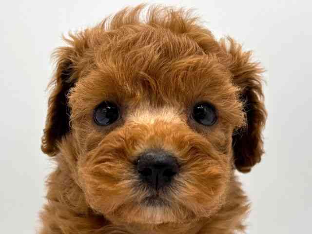 奈良県のトイプードル(トイ) (ひごペットフレンドリー田原本店/2025年8月8日生まれ/女の子/レッド)の子犬の1枚目の画像