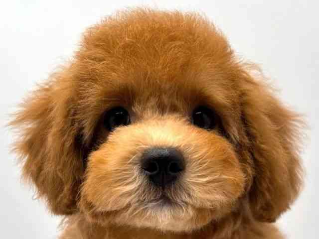 奈良県のトイプードル(トイ) (ひごペットフレンドリー田原本店/2025年8月8日生まれ/女の子/レッド)の子犬の1枚目の画像