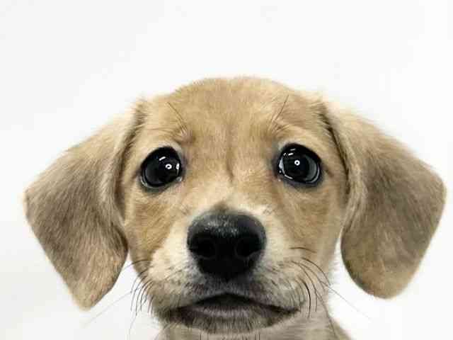 愛媛県のハーフ犬・ミックス犬 (ひごペットフレンドリーイオンモール今治新都市店/2025年8月9日生まれ/男の子/レッド)の子犬の1枚目の画像