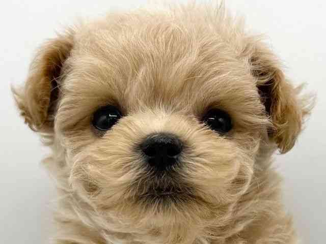 大阪府のマルプー(マルチーズ×プードル) (ひごペットフレンドリーららぽーとEXPOCITY店/2025年8月10日生まれ/男の子/クリーム)の子犬の1枚目の画像