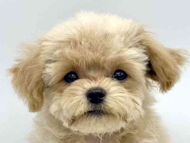 大阪府のマルプー(マルチーズ×プードル) (ひごペットフレンドリーららぽーとEXPOCITY店/2025年8月10日生まれ/男の子/クリーム)の子犬の1枚目の画像