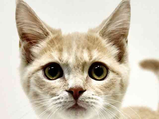 大阪府のマンチカン (ひごペットフレンドリーイオン高槻店/2025年8月7日生まれ/男の子/クリームタビーホワイト)の子猫の1枚目の画像