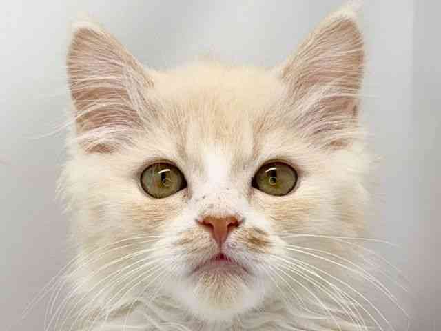 京都府のマンチカン (ひごペットフレンドリー洛北阪急スクエア店/2025年8月9日生まれ/男の子/レッドタビーホワイト)の子猫の1枚目の画像