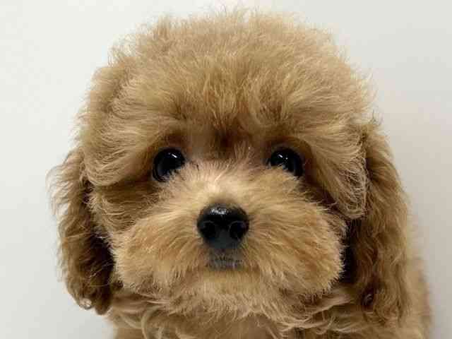 愛知県のトイプードル(トイ) (ひごペットフレンドリーららぽーと名古屋みなとアクルス店/2025年8月7日生まれ/男の子/レッド)の子犬の1枚目の画像