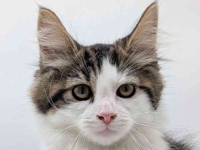 香川県のノルウェージャンフォレストキャット (ひごペットフレンドリーゆめタウン高松店/2025年8月10日生まれ/女の子/ブラウンマッカレルタビーホワイト)の子猫の1枚目の画像