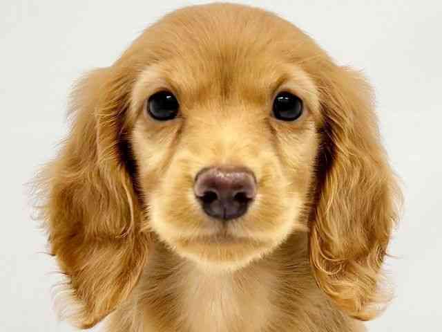 大阪府のミニチュアダックスフンド(ロング) (ひごペットフレンドリーイオンタウン茨木太田店/2025年8月9日生まれ/女の子/ゴールド)の子犬の1枚目の画像