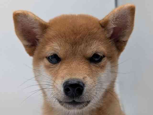 香川県の柴犬(標準サイズ) (ひごペットフレンドリーゆめタウン高松店/2025年8月10日生まれ/女の子/赤)の子犬の1枚目の画像