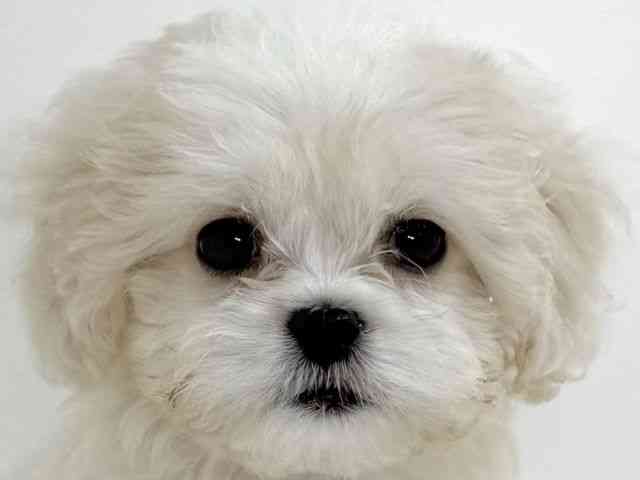 大阪府のハーフ犬・ミックス犬 (ひごペットフレンドリーイオンそよら海老江店/2025年8月9日生まれ/男の子/クリーム)の子犬の1枚目の画像