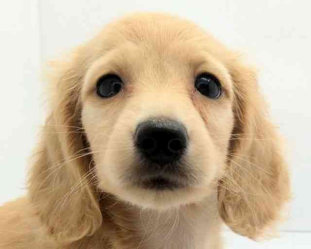 兵庫県のミニチュアダックスフンド(ロング) (ひごペットフレンドリークラウンパーク伊丹店/2025年8月10日生まれ/男の子/イエロー)の子犬の1枚目の画像