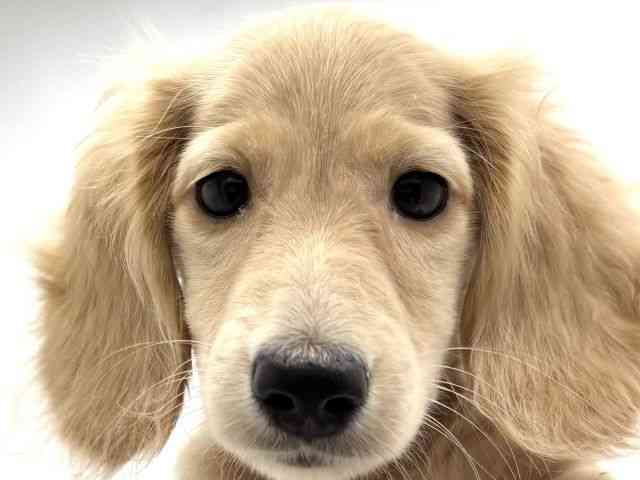 兵庫県のミニチュアダックスフンド(ロング) (ひごペットフレンドリークラウンパーク伊丹店/2025年8月10日生まれ/男の子/イエロー)の子犬の1枚目の画像