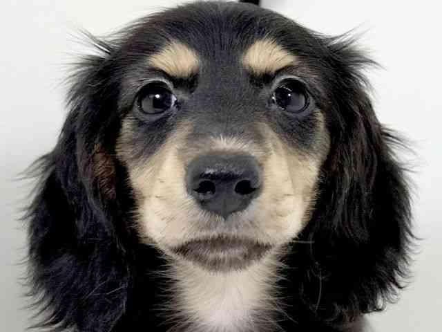 京都府のミニチュアダックスフンド(ロング) (ひごペットフレンドリーイズミヤショッピングセンター八幡店/2025年8月10日生まれ/女の子/ブラックタン)の子犬の1枚目の画像