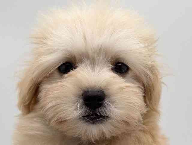 大阪府のハーフ犬・ミックス犬 (ひごペットフレンドリーみのおキューズモール店/2025年8月9日生まれ/男の子/クリーム)の子犬の1枚目の画像