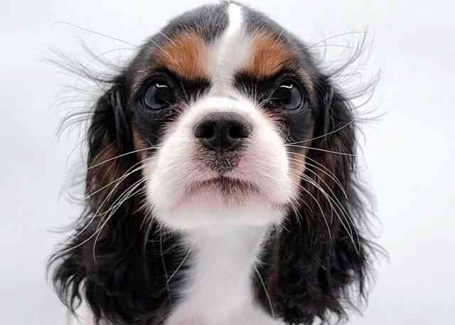 島根県のキャバリアキングチャールズスパニエル (ひごペットフレンドリーイオン松江ショッピングセンター店/2025年8月10日生まれ/男の子/トライカラー)の子犬の1枚目の画像