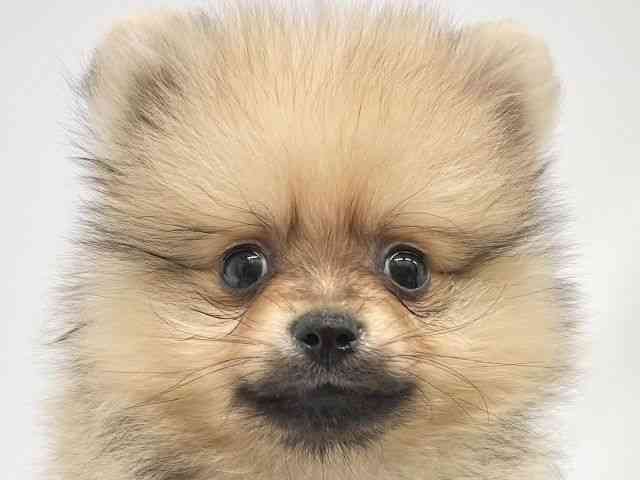 大阪府のポメラニアン (ひごペットフレンドリーイオンタウン茨木太田店/2025年8月10日生まれ/男の子/クリームセーブル)の子犬の1枚目の画像