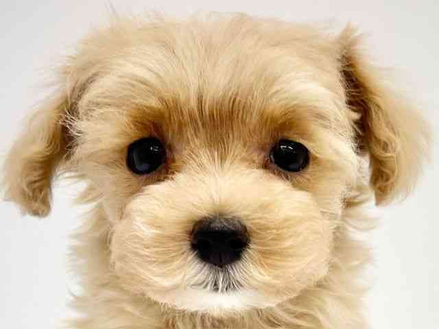 大阪府のハーフ犬・ミックス犬 (ひごペットフレンドリーイオンタウン茨木太田店/2025年8月7日生まれ/女の子/クリーム)の子犬の1枚目の画像