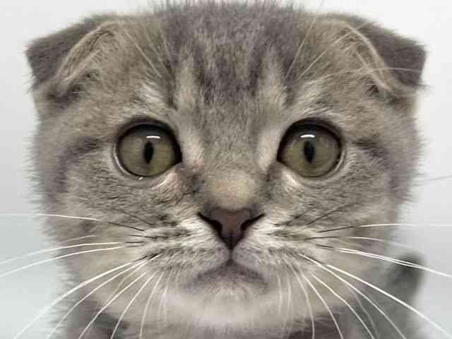 大阪府のスコティッシュフォールド (ひごペットフレンドリーイオンタウン豊中庄内店/2025年8月9日生まれ/男の子/ブルーマッカレルタビー)の子猫の1枚目の画像