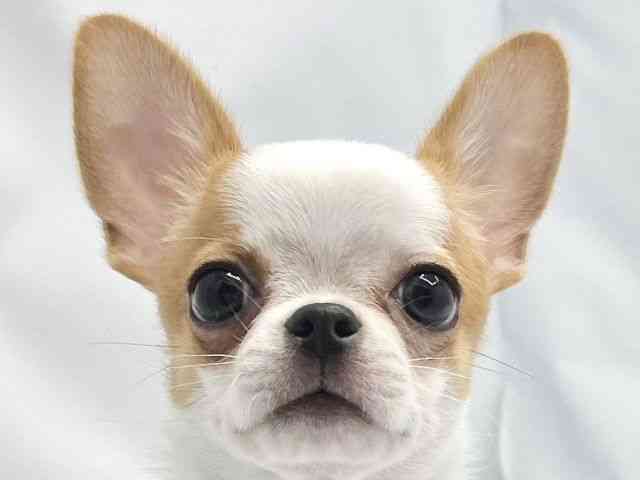 大阪府のチワワ(スムース) (ひごペットフレンドリーイトーヨーカドー津久野店/2025年8月10日生まれ/男の子/レッドホワイト)の子犬の1枚目の画像