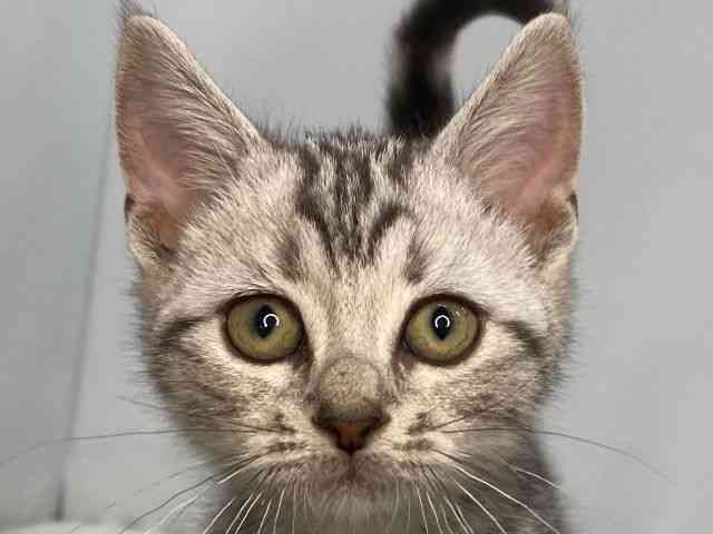 島根県のアメリカンショートヘアー (ひごペットフレンドリーイオンモール出雲店/2025年8月5日生まれ/女の子/シルバータビー)の子猫の1枚目の画像