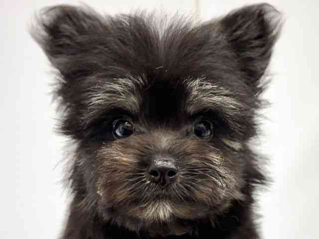 大阪府のハーフ犬・ミックス犬 (ひごペットフレンドリーイオンタウン茨木太田店/2025年8月8日生まれ/男の子/ブラッククリーム)の子犬の1枚目の画像