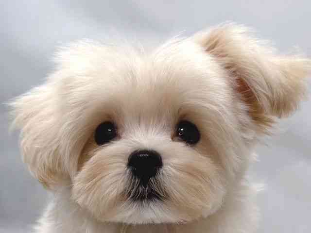 大阪府のペキプー(ペキニーズ×プードル) (ひごペットフレンドリー堺プラットプラット店/2025年8月9日生まれ/男の子/クリーム)の子犬の1枚目の画像