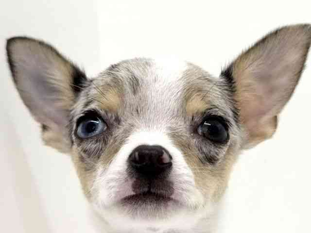 大阪府のチワワ(スムース) (ひごペットフレンドリーくずはモール店/2025年8月12日生まれ/男の子/ブルーマールホワイト)の子犬の1枚目の画像