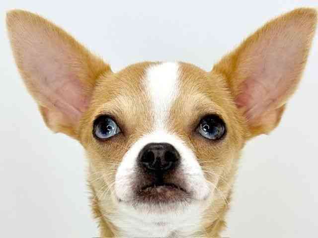 大阪府のチワワ(スムース) (ひごペットフレンドリーいこらもーる泉佐野店/2025年8月12日生まれ/女の子/レッド)の子犬の1枚目の画像