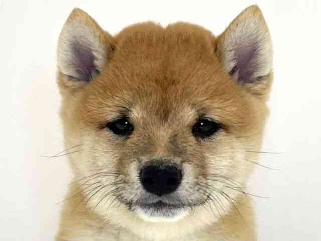 兵庫県の柴犬(標準サイズ) (ひごペットフレンドリーイトーヨーカドー明石店/2025年8月5日生まれ/男の子/赤)の子犬の1枚目の画像