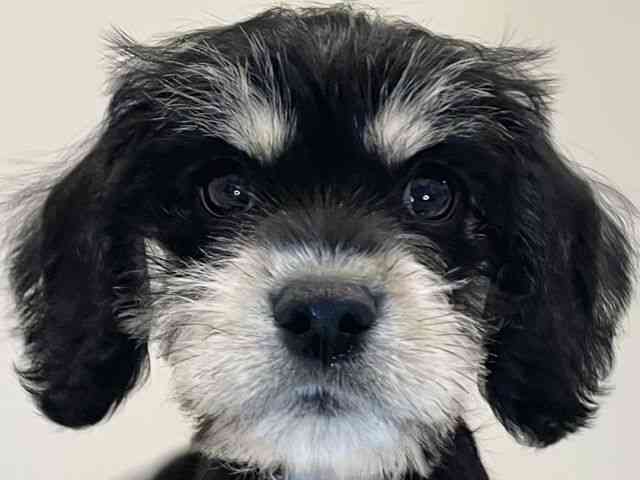 兵庫県のハーフ犬・ミックス犬 (ひごペットフレンドリーイトーヨーカドー明石店/2025年8月11日生まれ/女の子/ブラックタン)の子犬の1枚目の画像