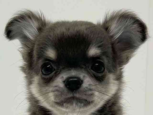 兵庫県のチワワ(ロング) (ひごペットフレンドリーブルメールHAT神戸店/2025年8月10日生まれ/女の子/ブルータンホワイト)の子犬の1枚目の画像