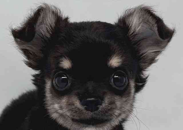 鳥取県のチワワ(ロング) (ひごペットフレンドリーイオンモール鳥取北店/2025年8月10日生まれ/女の子/ブラックタンホワイト)の子犬の1枚目の画像