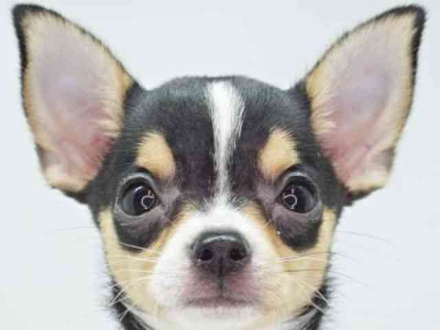 福岡県のチワワ(スムース) (ひごペットフレンドリーゆめタウン筑紫野店/2025年8月10日生まれ/女の子/ブラックタンホワイト)の子犬の1枚目の画像