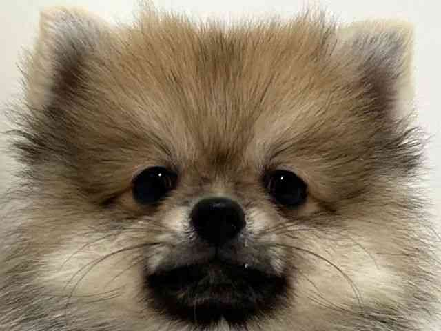 奈良県のポメラニアン (ひごペットフレンドリーイオンモール橿原ウエスト・ビレッジ店/2025年8月11日生まれ/男の子/クリームセーブル)の子犬の1枚目の画像