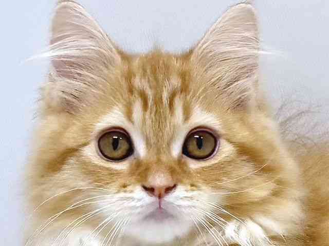 奈良県のラガマフィン (ひごペットフレンドリー奈良パワーシティ店/2025年8月5日生まれ/女の子/レッドタビー)の子猫の1枚目の画像