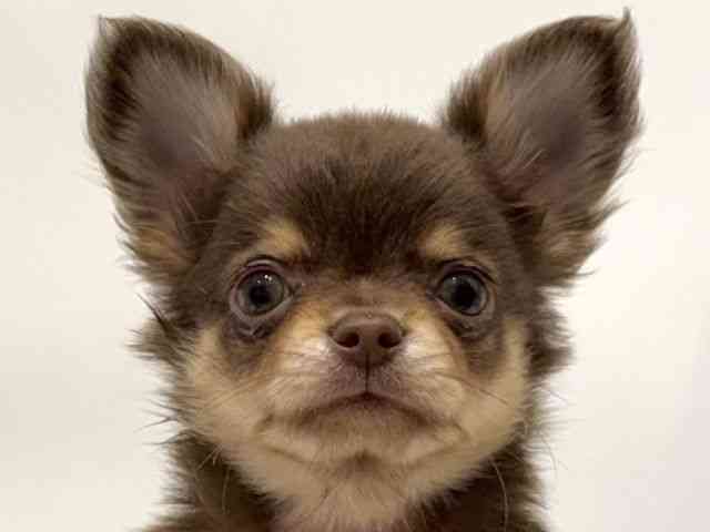 愛知県のチワワ(ロング) (ひごペットフレンドリーヴィアモール アピタ江南西店/2025年8月6日生まれ/男の子/チョコレートタン)の子犬の1枚目の画像