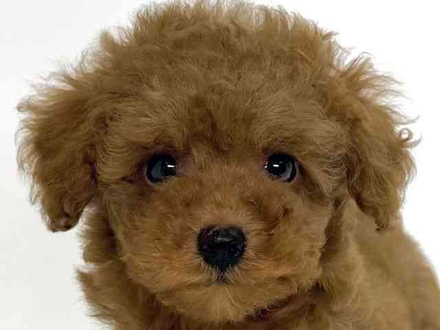 大阪府のトイプードル(トイ) (ひごペットフレンドリーイオンそよら海老江店/2025年8月10日生まれ/男の子/レッド)の子犬の1枚目の画像