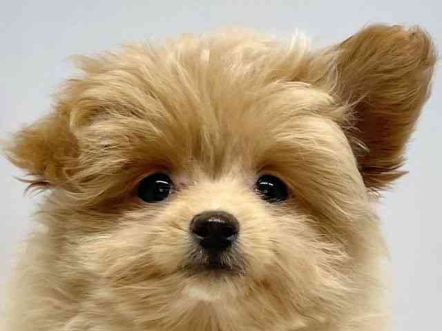 大阪府のマルプー(マルチーズ×プードル) (ひごペットフレンドリーセブンパーク天美店/2025年8月12日生まれ/女の子/クリーム)の子犬の1枚目の画像