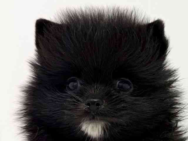 大阪府のポメラニアン (ひごペットフレンドリーくずはモール店/2025年8月12日生まれ/男の子/ブラックホワイト)の子犬の1枚目の画像