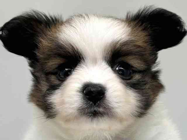 大阪府のパピヨン (ひごペットフレンドリーセブンパーク天美店/2025年8月12日生まれ/女の子/ホワイトブラウン)の子犬の1枚目の画像