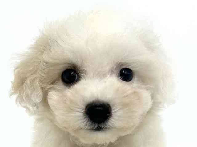 大阪府のビションフリーゼ (ひごペットフレンドリーベルファⅡ都島店/2025年8月2日生まれ/女の子/ホワイト)の子犬の1枚目の画像