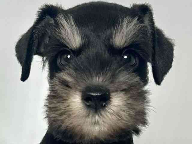 大阪府のミニチュアシュナウザー (ひごペットフレンドリーアクロスプラザ住之江店/2025年8月11日生まれ/男の子/ブラックシルバー)の子犬の1枚目の画像