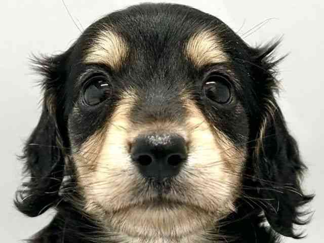 京都府のミニチュアダックスフンド(ロング) (ひごペットフレンドリー京都店/2025年8月11日生まれ/男の子/ブラックイエロー)の子犬の1枚目の画像